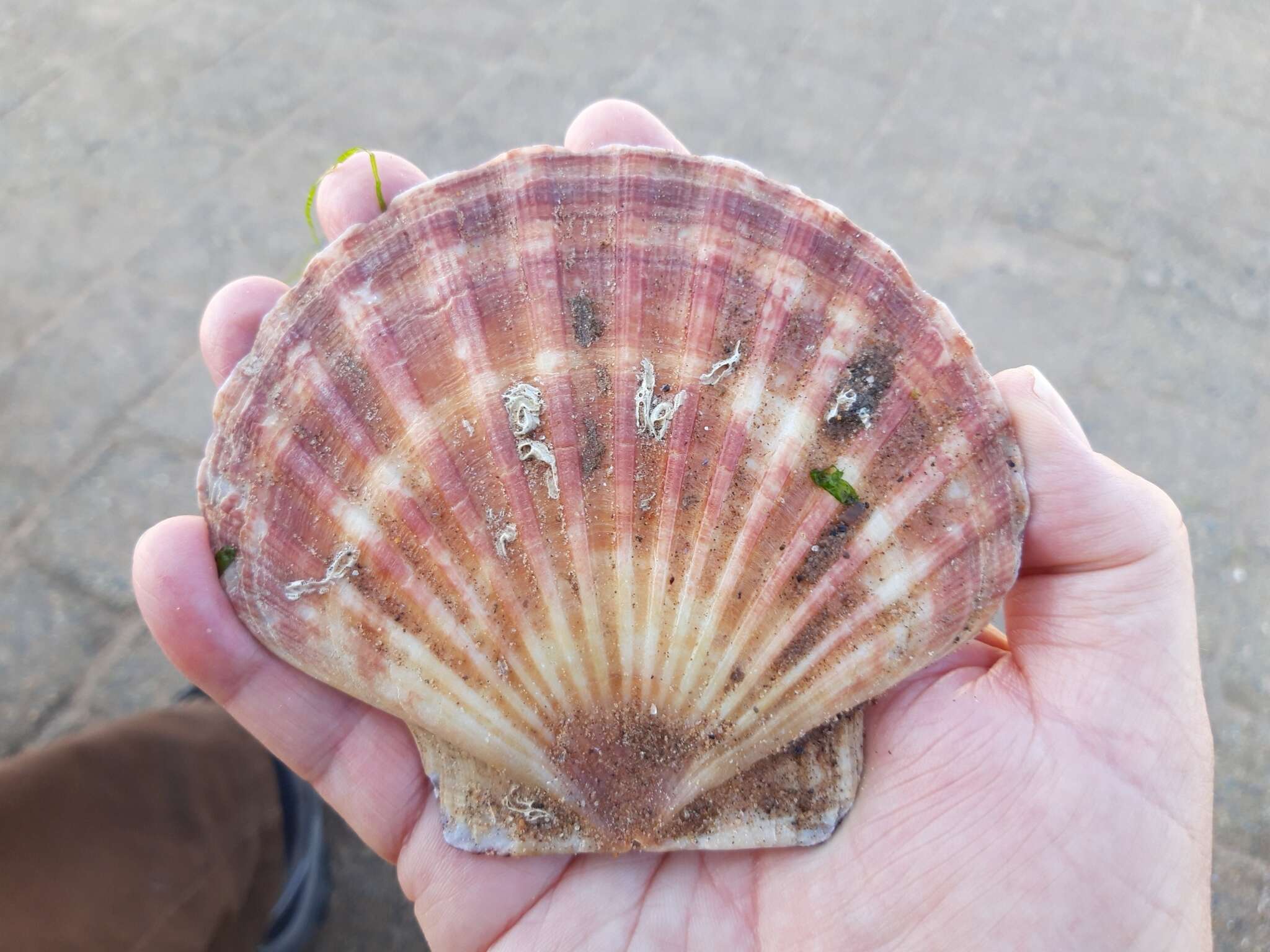 Image of Great Atlantic scallop