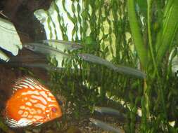 Image of Glass catfish