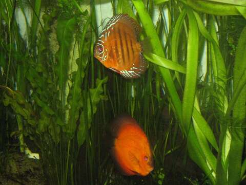 Image of Blue discus