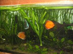 Image of Blue discus