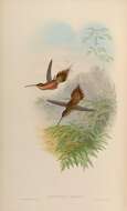 Phaethornis philippii (Bourcier 1847) resmi