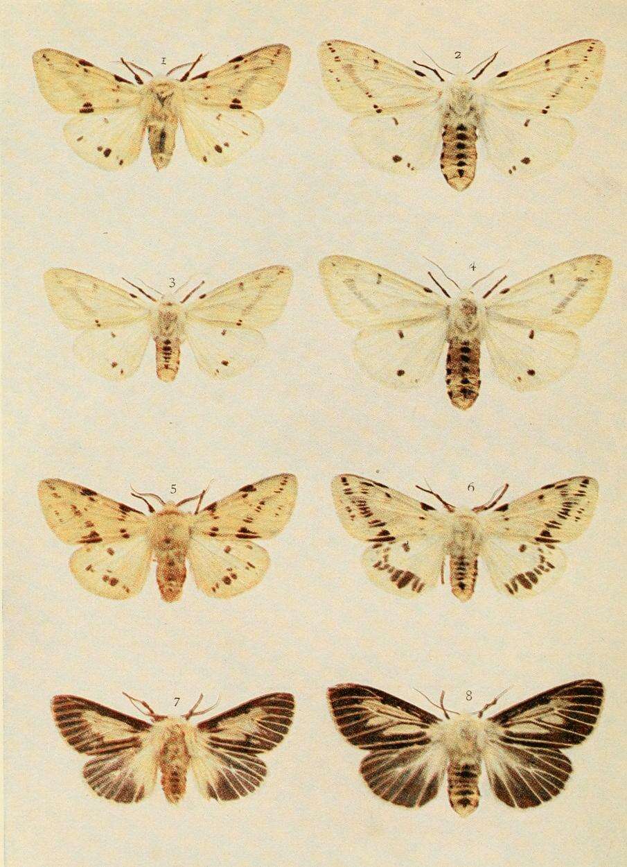 Image of Spilosoma lutea Hüfnagel 1766