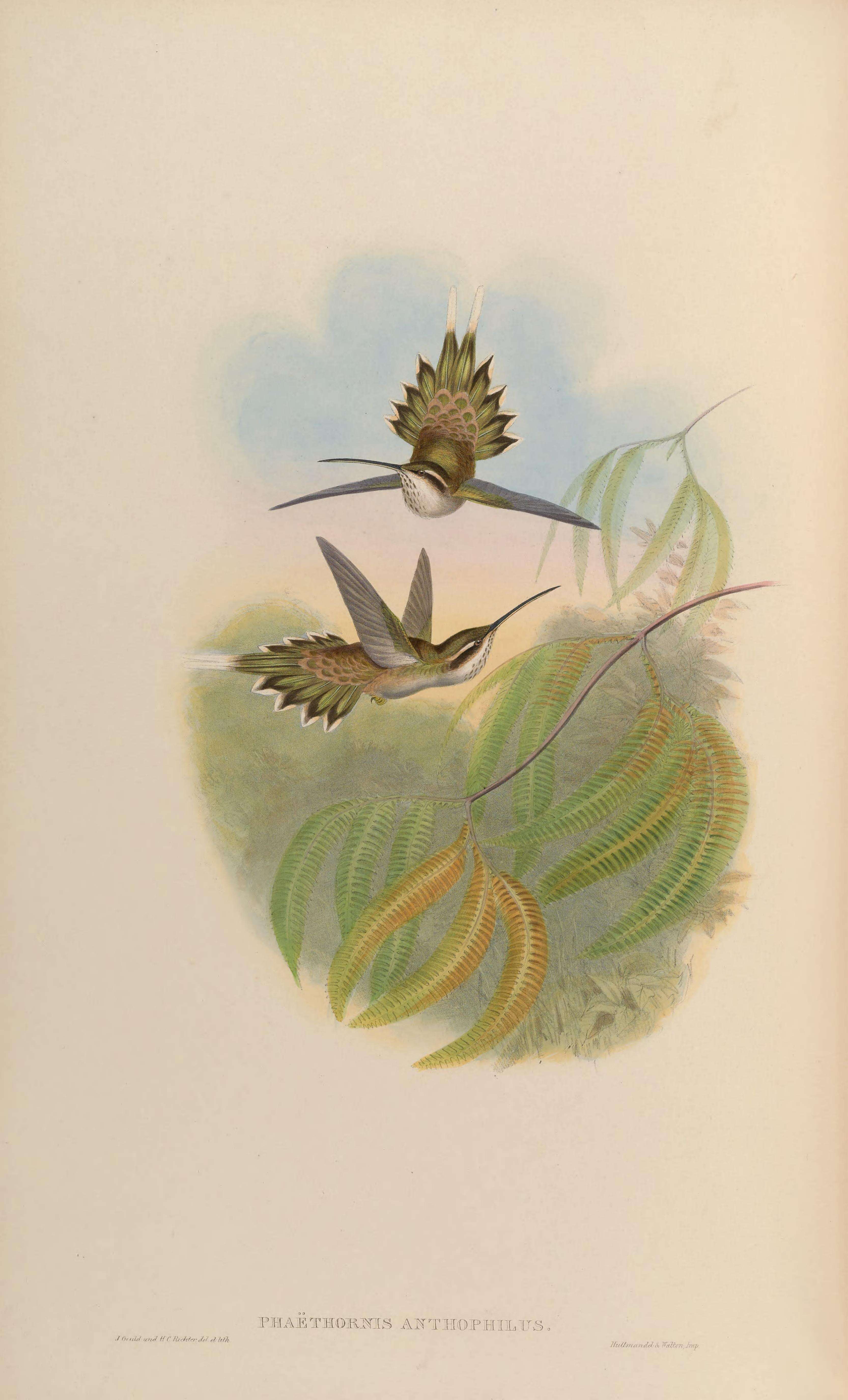 Image of Pale-bellied Hermit