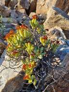 Image of Crassula brevifolia subsp. brevifolia