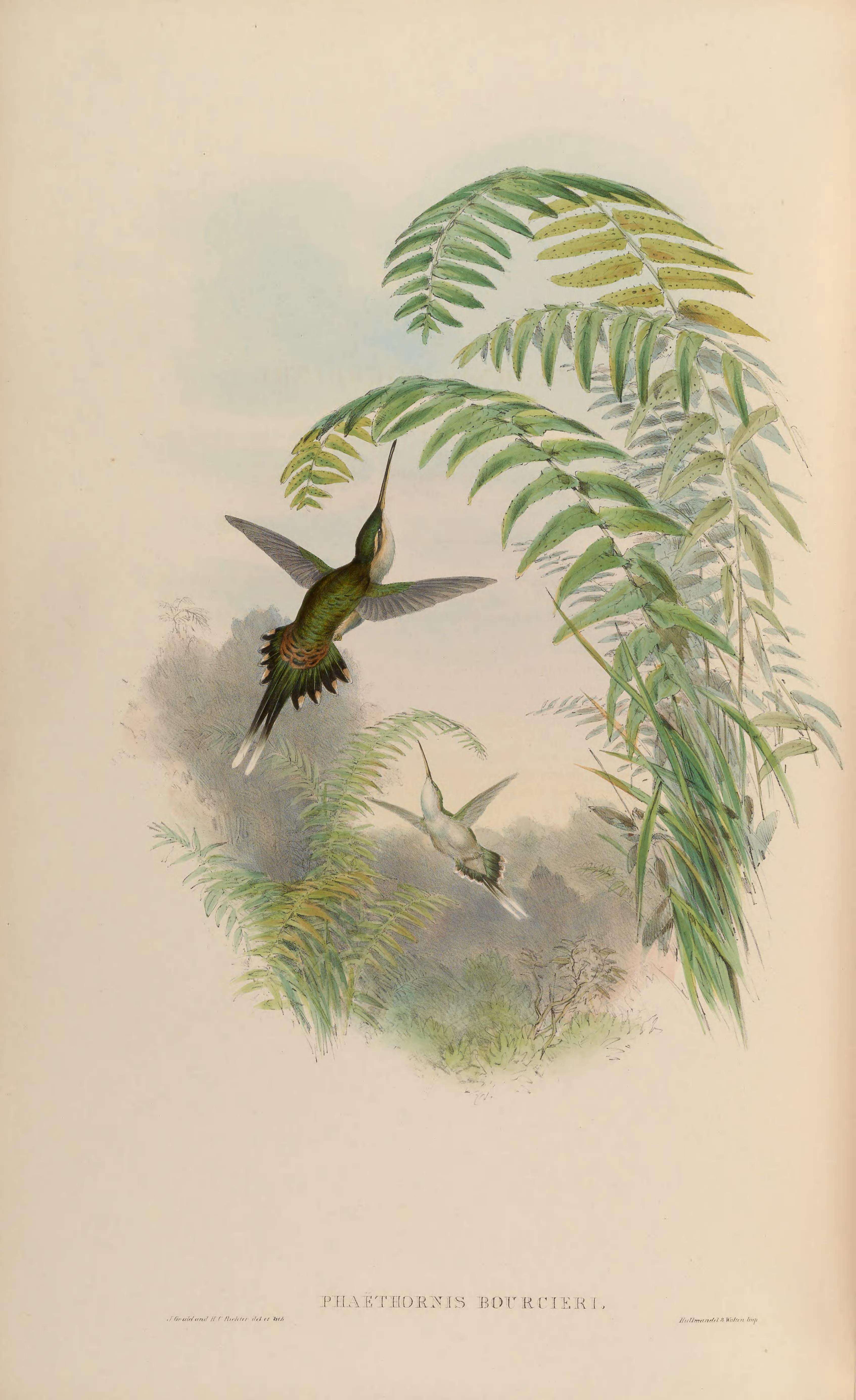 Image of Straight-billed Hermit