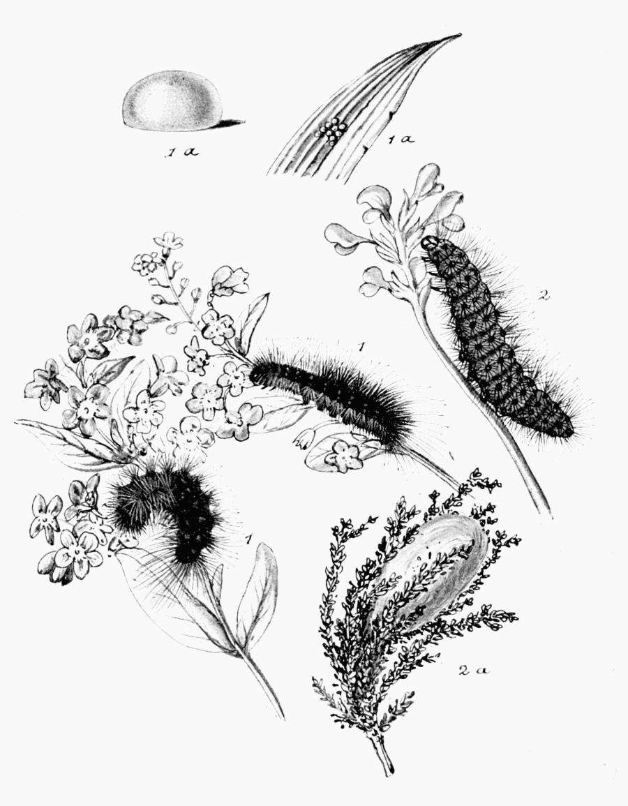 Image of Parasemia Hübner 1820