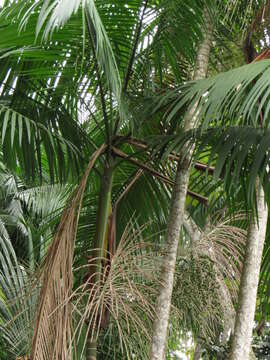 Image of Assai palm