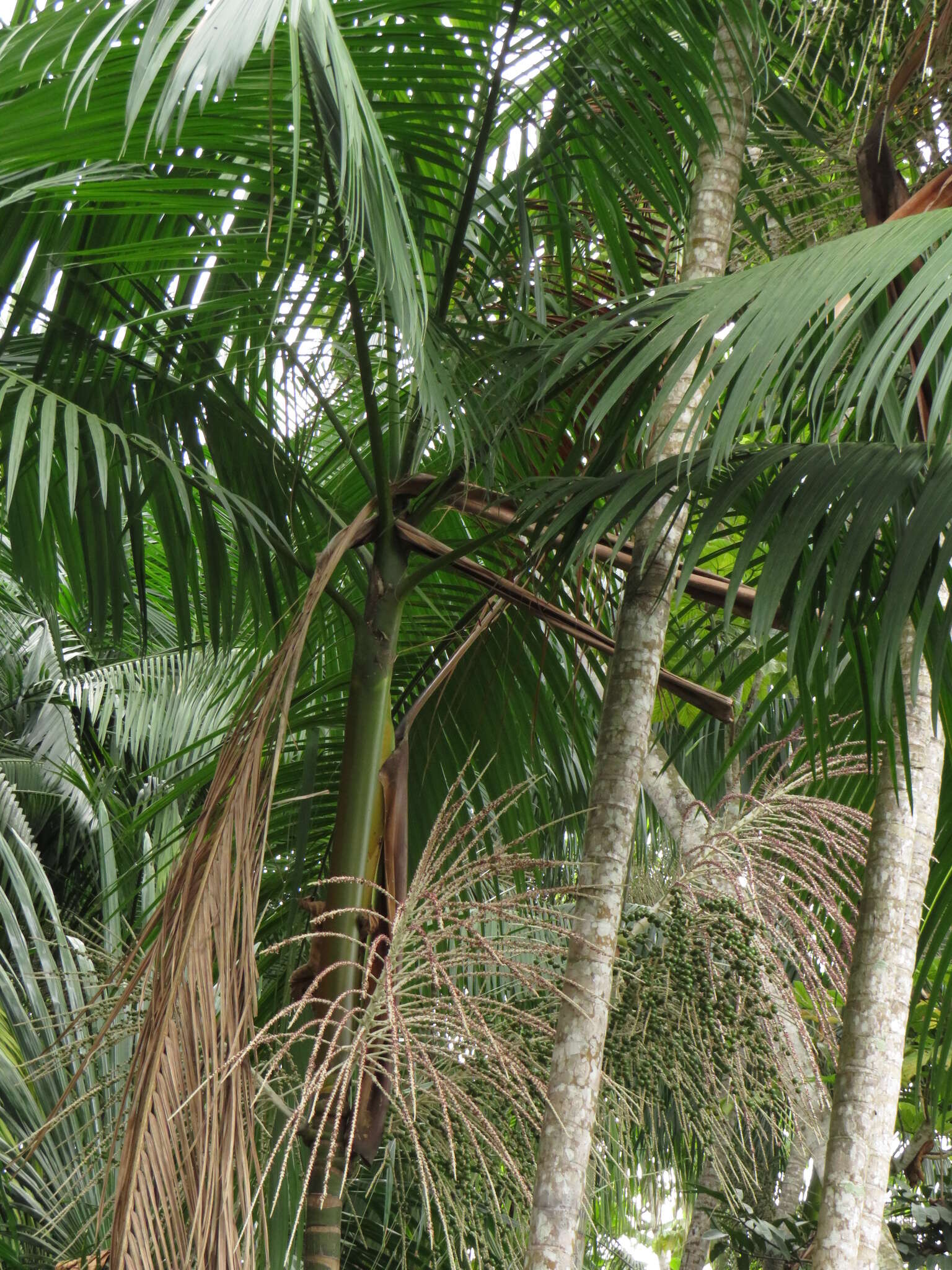 Image of Assai palm