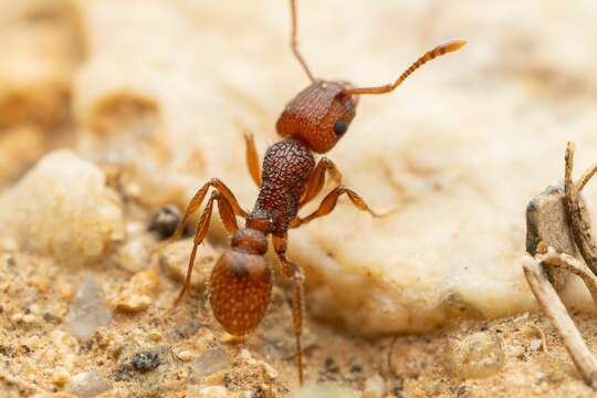 Image de Tetramorium hispidum (Wheeler 1915)