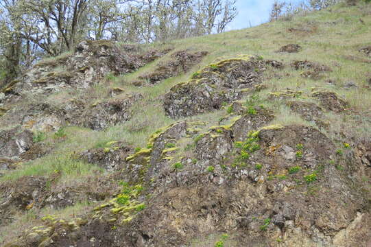 Lomatium hallii (S. Wats.) Coult. & Rose resmi