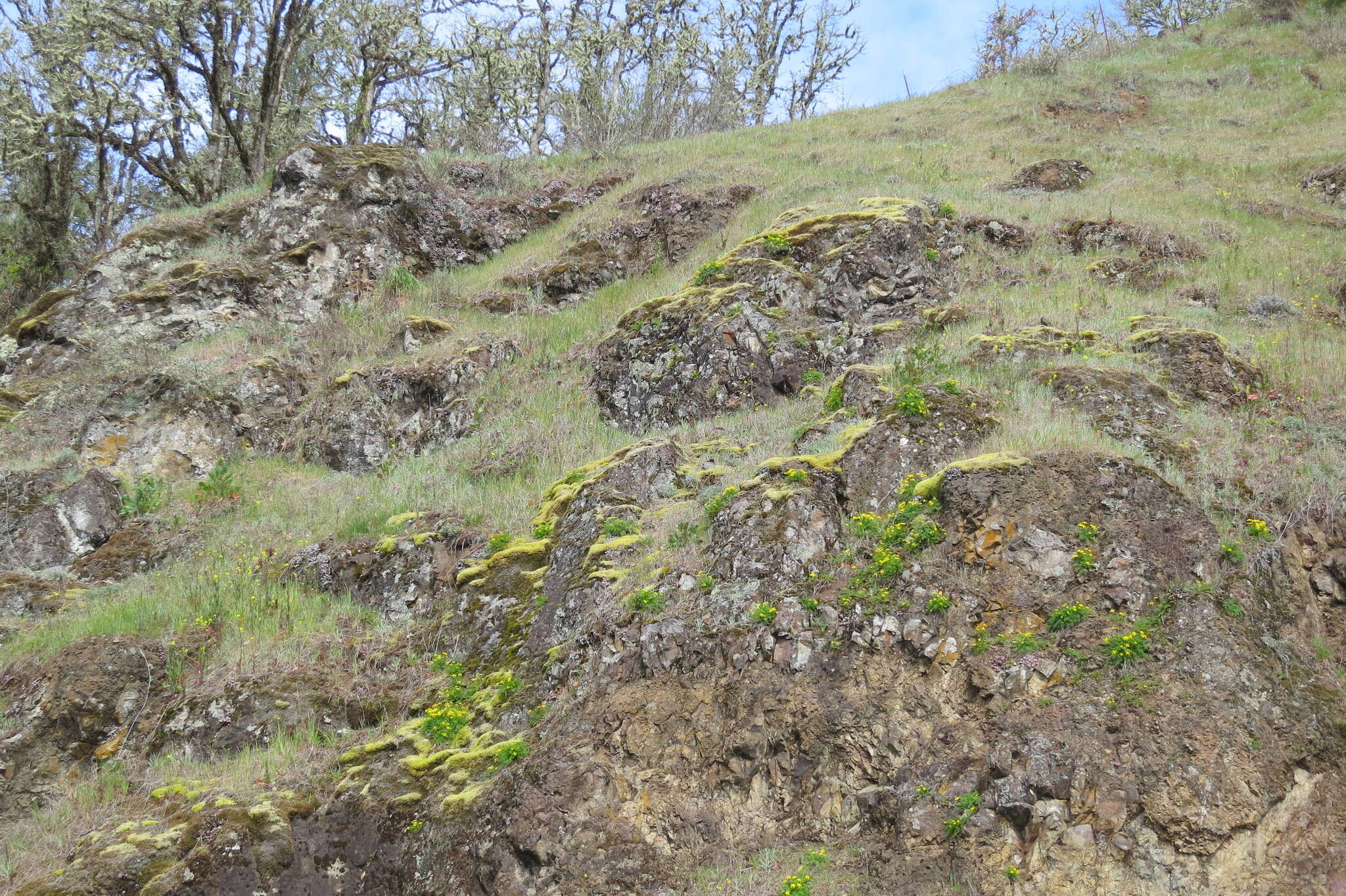 Lomatium hallii (S. Wats.) Coult. & Rose resmi