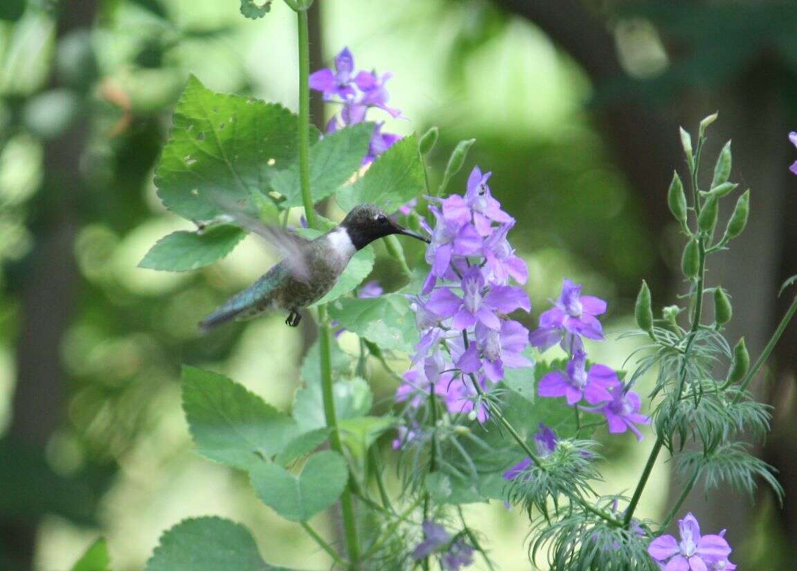 Image of Black-chinned Hummingbird