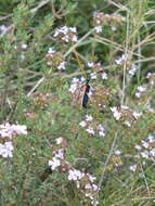 Image of Zygaena rhadamanthus Esper 1793