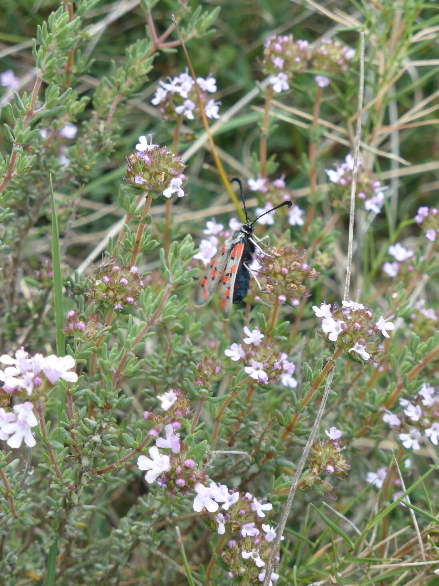 Image of Zygaena rhadamanthus Esper 1793