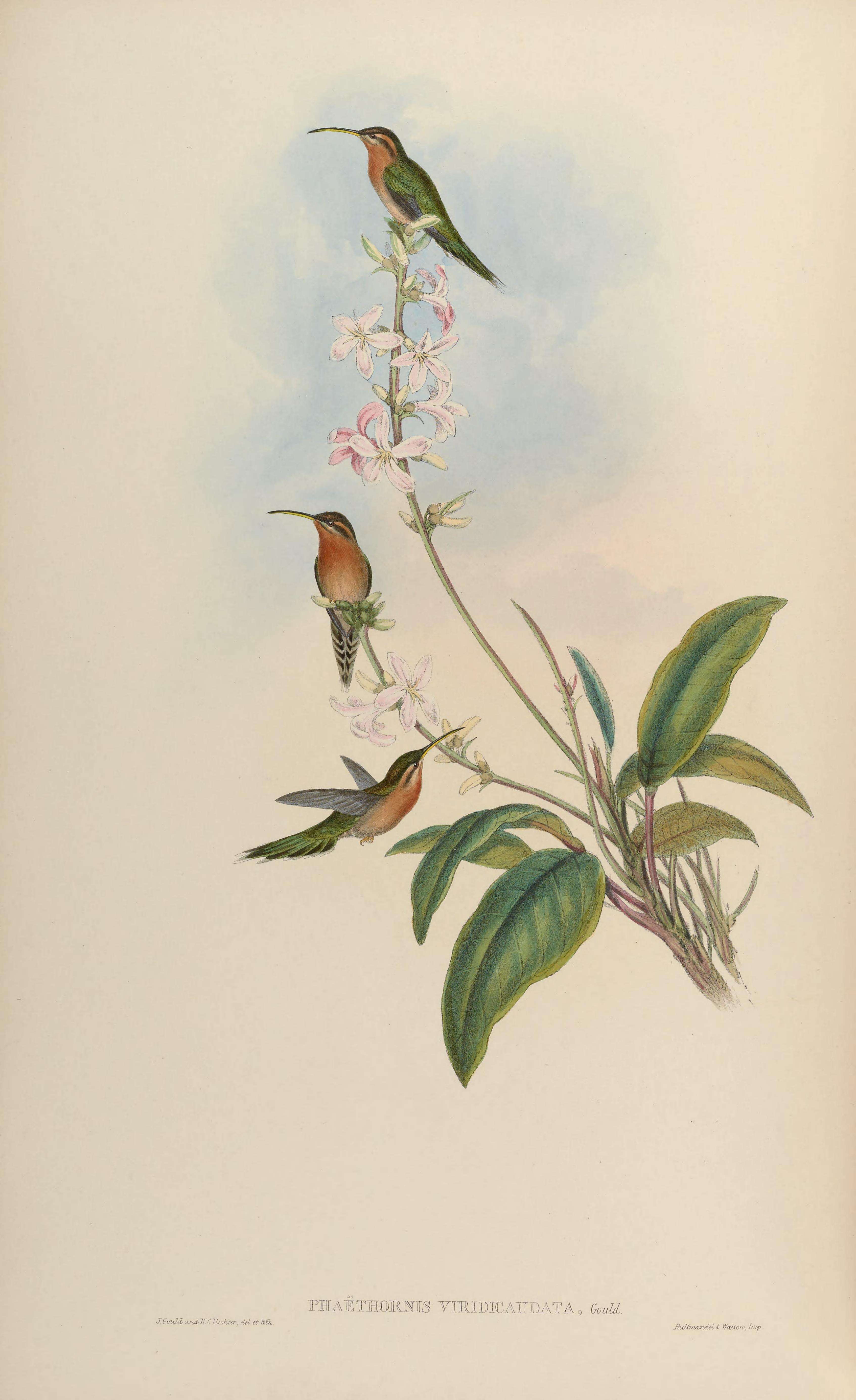 Слика од Trichopilia fragrans (Lindl.) Rchb. fil.