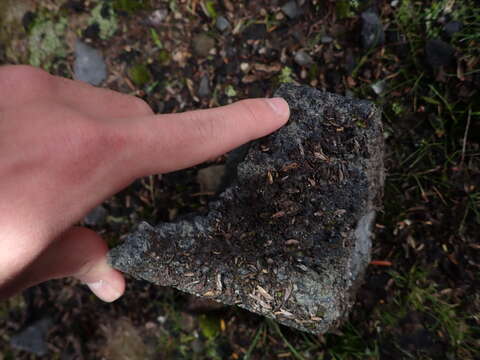 Image of grassland whorl snail