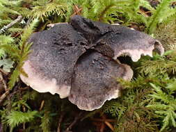 Image of <i>Hydnellum fuscoindicum</i>