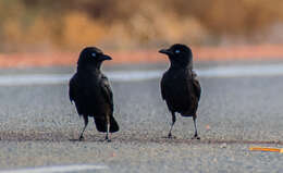 Imagem de Corvus bennetti North 1901