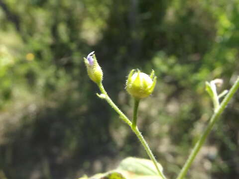 Image of Jacquemontia evolvuloides (Moric.) Meisn.