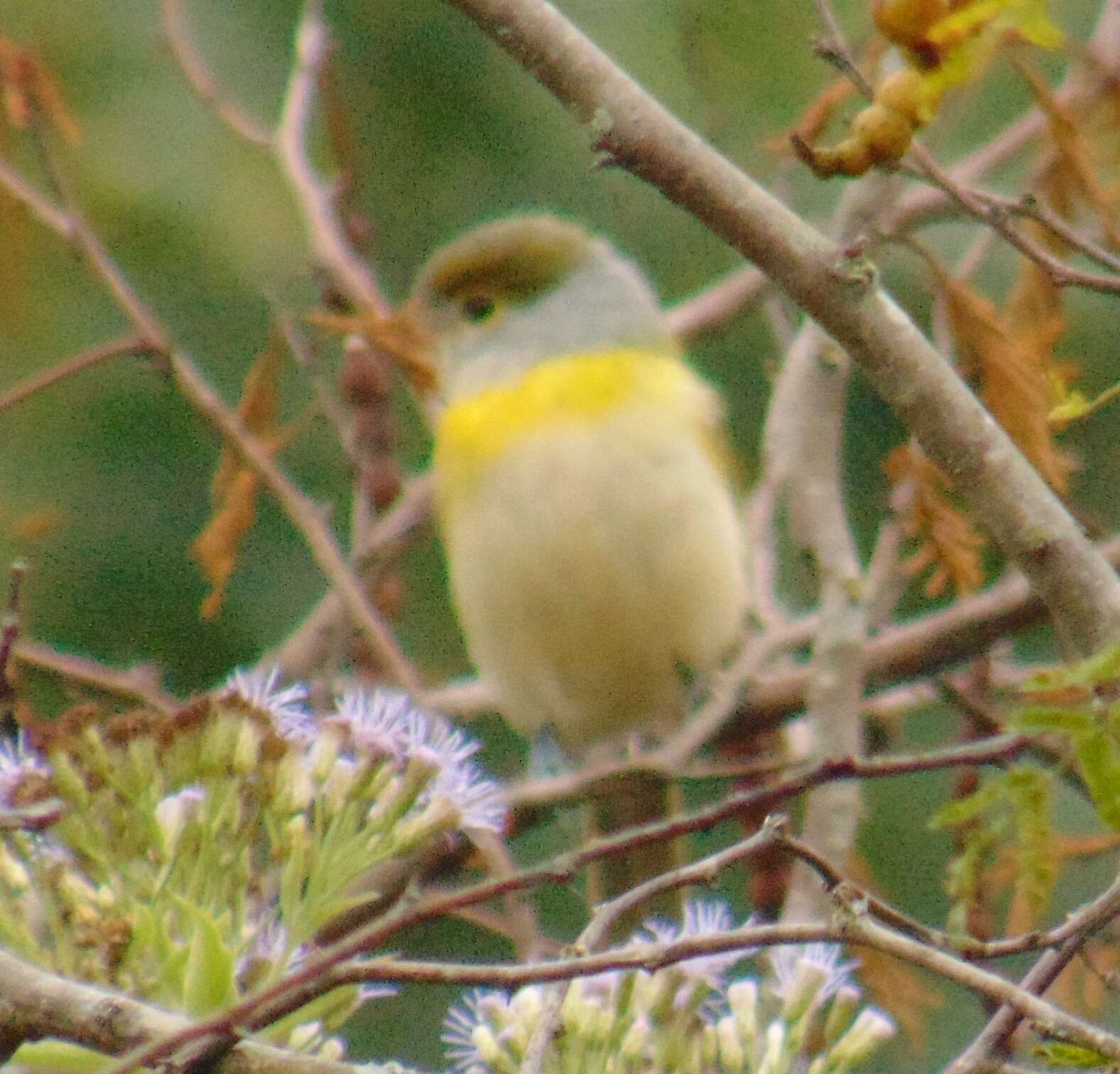 Image of Green-backed Becard