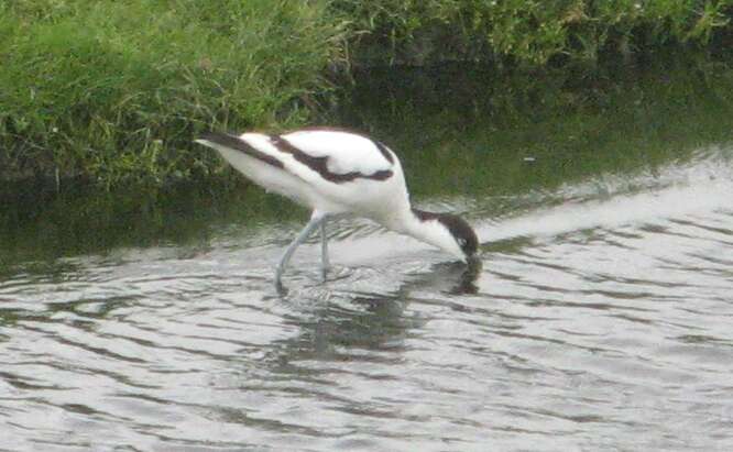 Image of avocet, pied avocet