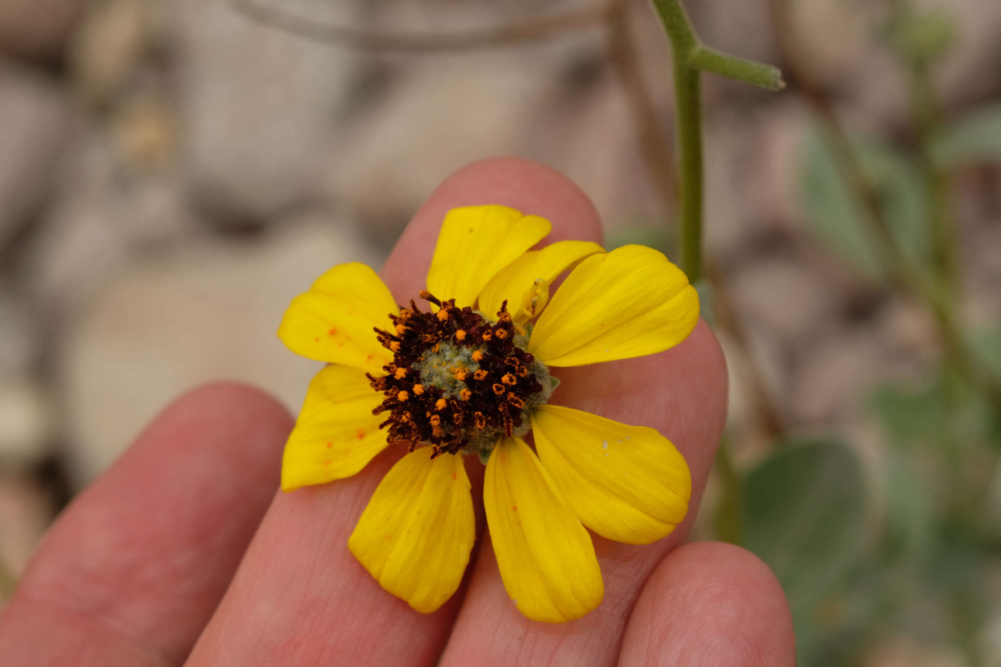 Sivun Encelia canescens Lam. kuva