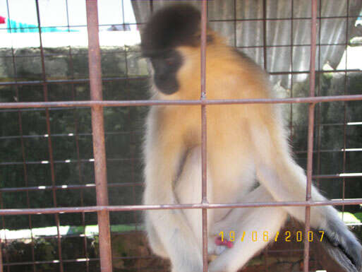 Image of Green Monkey