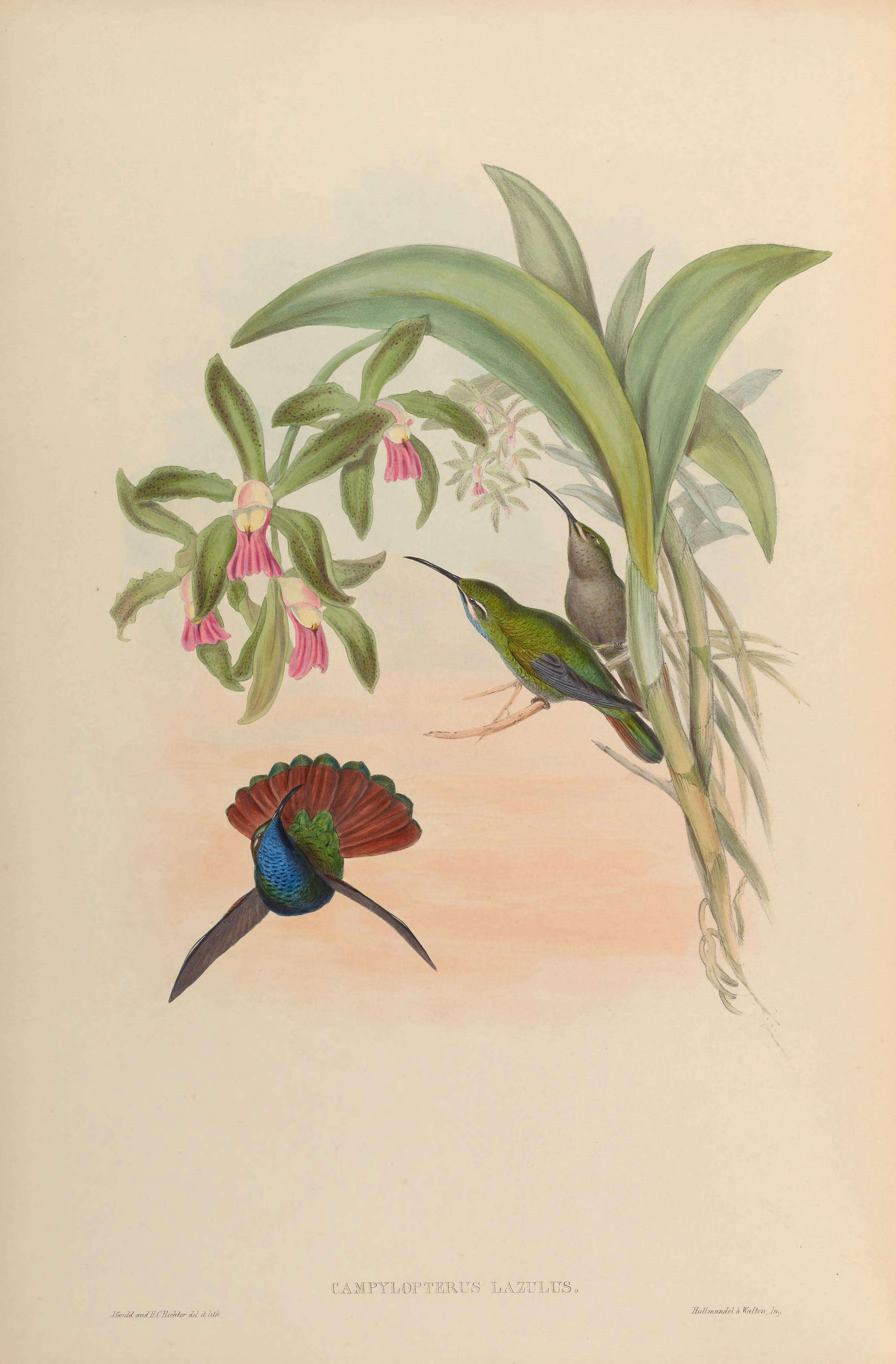 Plancia ëd Campylopterus falcatus (Swainson 1821)