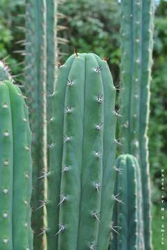 Echinopsis peruviana (Britton & Rose) H. Friedrich & G. D. Rowley resmi