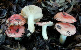 Image of Russula silvicola Shaffer 1975