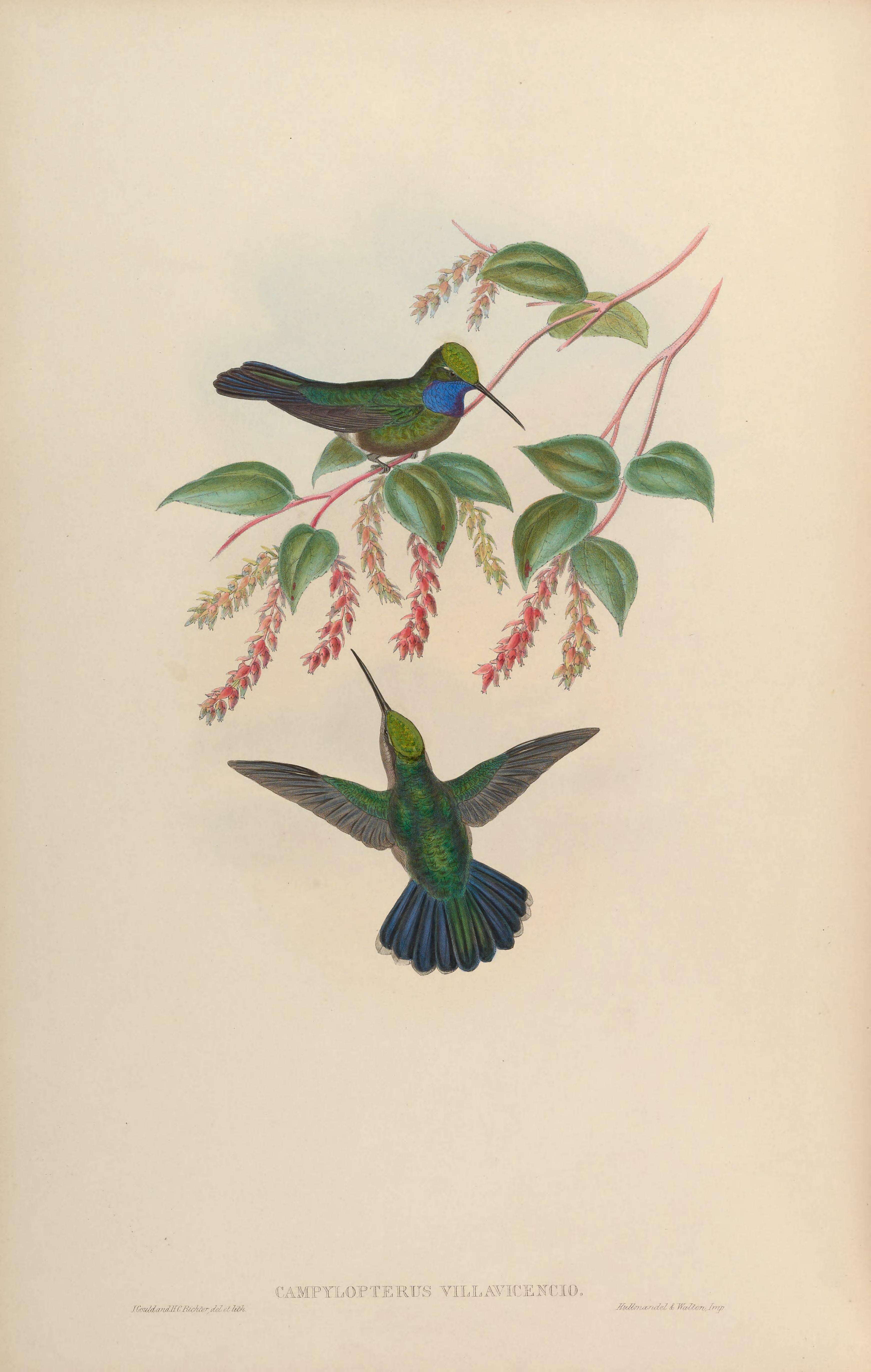Imagem de Campylopterus villaviscensio (Bourcier 1851)