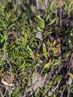 Sivun Leptospermum riparium D. L Morris kuva