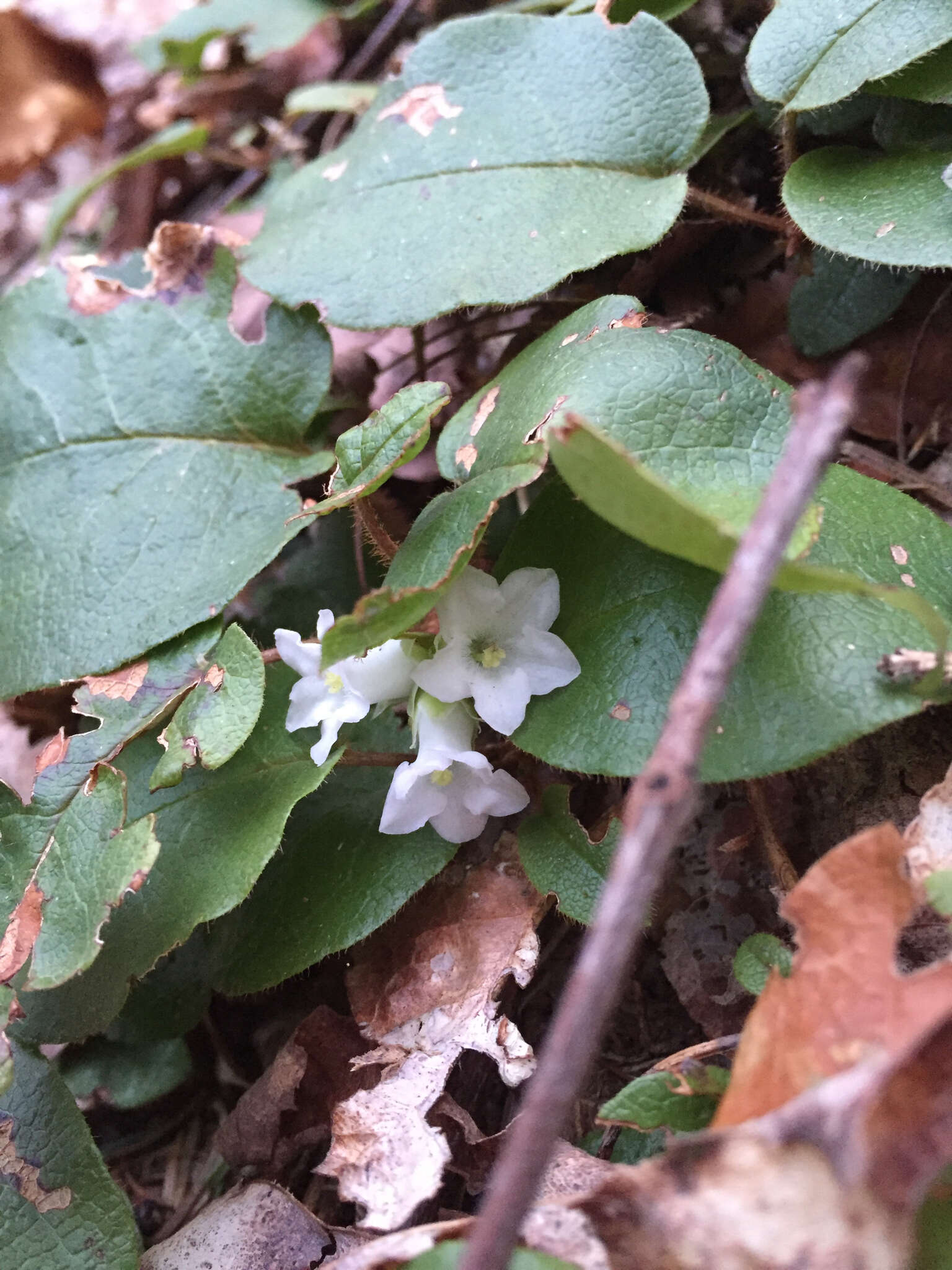 Sivun Epigaea repens L. kuva