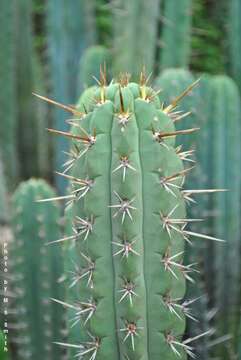 Echinopsis peruviana (Britton & Rose) H. Friedrich & G. D. Rowley resmi