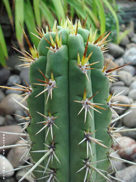 صورة Echinopsis peruviana (Britton & Rose) H. Friedrich & G. D. Rowley