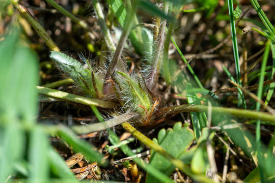 Image of Oxytropis ambigua (Pall.) DC.