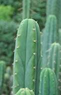 Echinopsis lageniformis (C. F. Först.) H. Friedrich & G. D. Rowley resmi