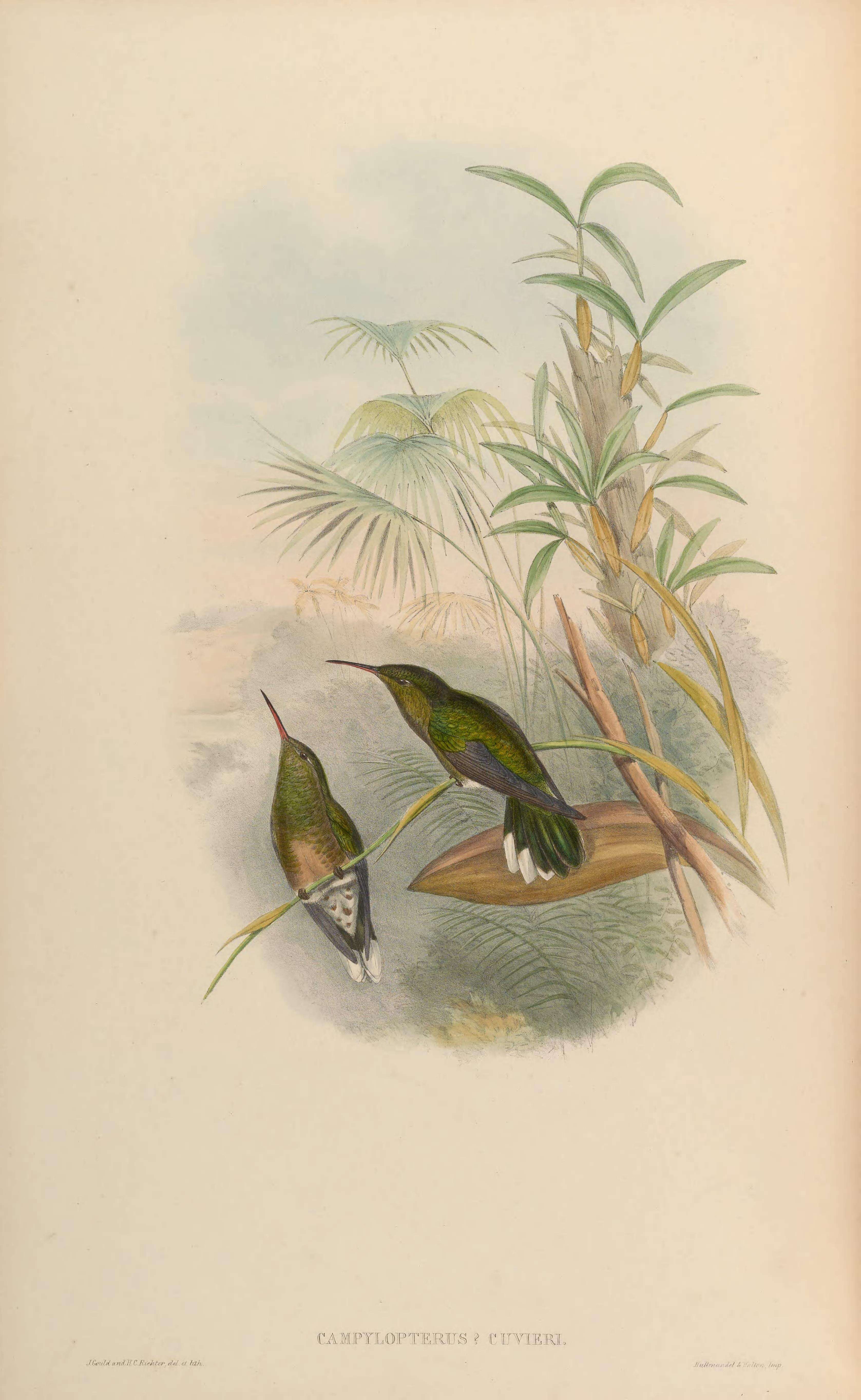 Image of Phaeochroa Gould 1861