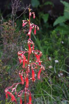 Image of Cape-fuchsia