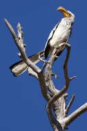 Image of Southern Yellow-billed Hornbill