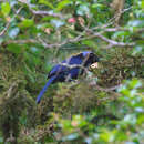 Image of Azure-hooded Jay