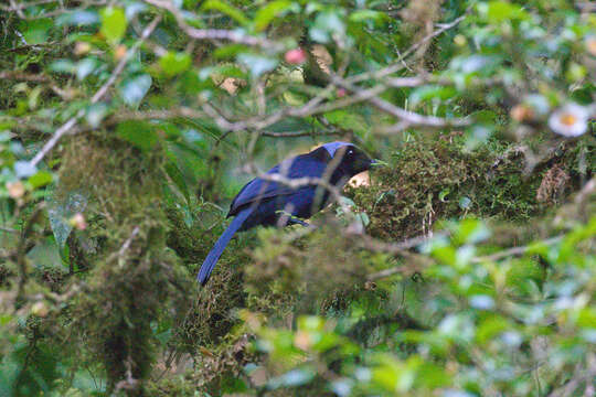 Image of Azure-hooded Jay