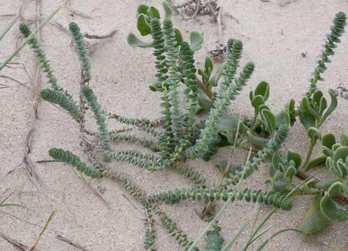 Sivun Hebenstretia cordata L. kuva