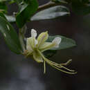 Image of Cadaba fruticosa (L.) Druce