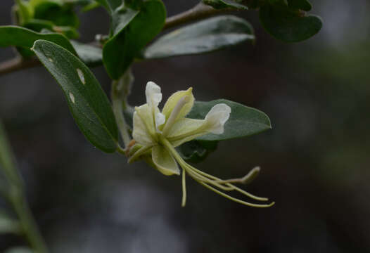 Image de Cadaba fruticosa (L.) Druce