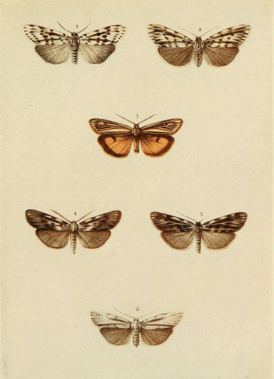 Image of Coscinia Hübner 1819