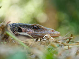 Image of Peach-throated Monitor