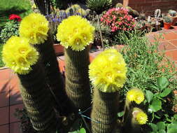 Image of Parodia lenninghausii (F. Haage) F. H. Brandt ex Eggli & Hofacker