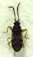 Image of Brentiscerus