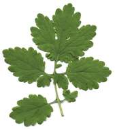 Image of celandine